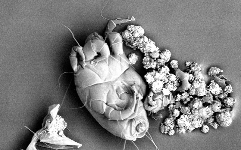 dyson dust study 2022 dust mite and its faeces