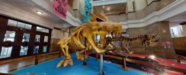 Catch The Pokémon Fossil Museum Virtual Tour Without Visiting Japan