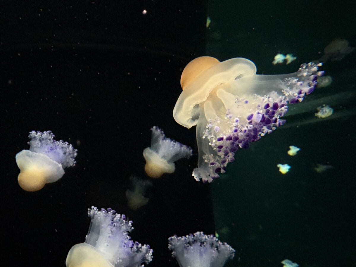 Singapore Oceanarium Preview (3)