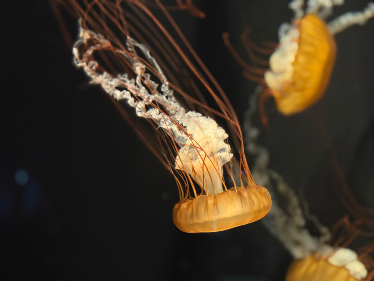 Singapore Oceanarium Preview (2)