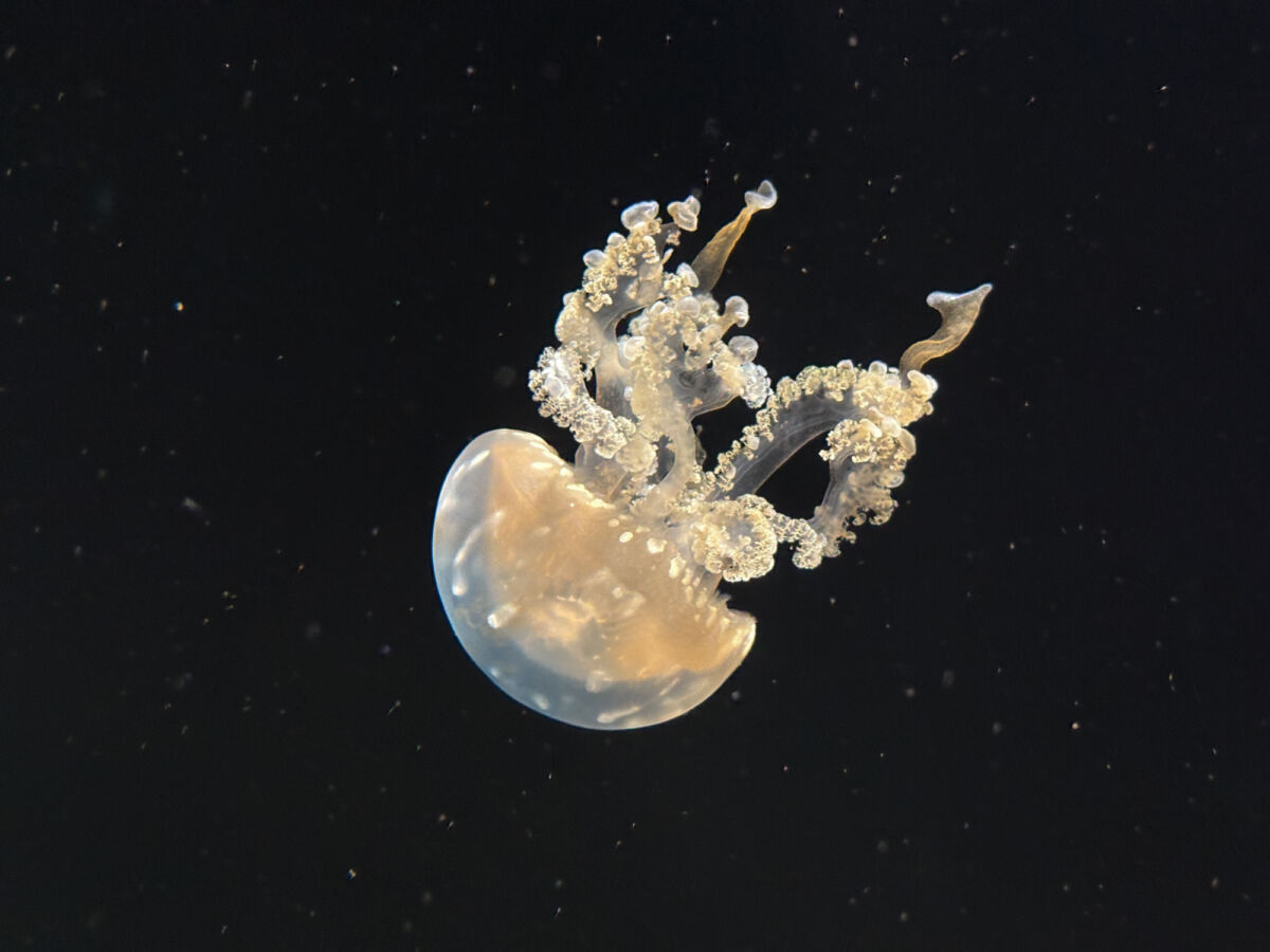 Singapore Oceanarium Preview (4)