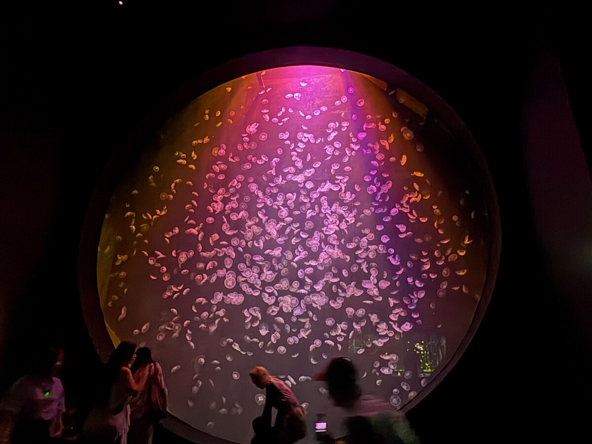 Singapore Oceanarium Preview (5)